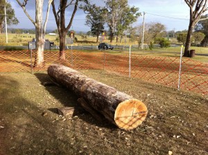 2 metre long and 200 year old ironbark log