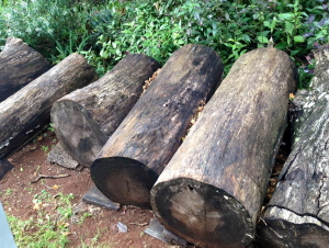 Silky Oak logs
